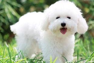 比熊吃白瓜,甜蜜的夏日邂逅