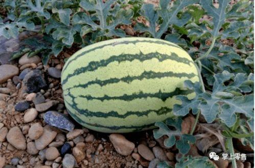 在线吃瓜员工怎么吃,员工如何轻松享受职场娱乐时光